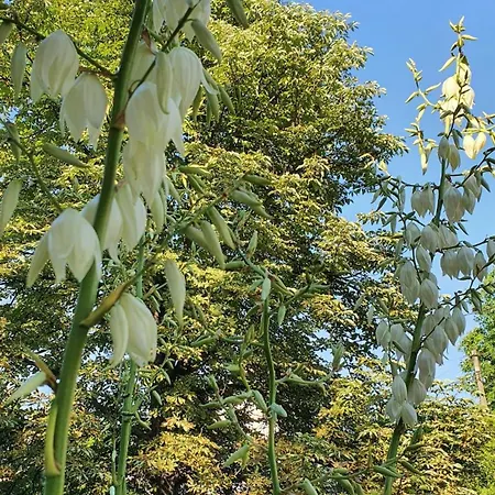 Family Belgrad Brestovik
