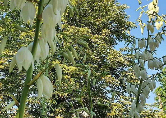 Family Belgrad Brestovik